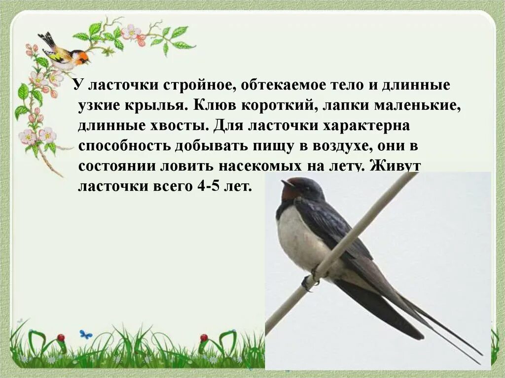 Когда прилетают ласточки весной. Ласточка Перелетная птица описание. Рассказ про ласточку. Рассказать о Ласточке. Сообщение о Ласточке.