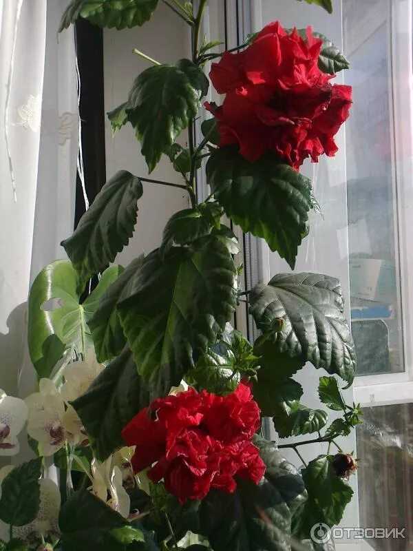 Фотографии Гибискус HobbyKafe.ru Flower garden pictures, Hibiscus flowers, Unusu