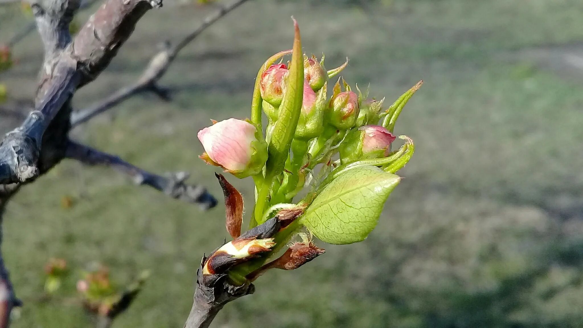 Love blooming pear. Розовый бутон у груши. Розовый бутон (начало цветения). Груша Чижовская цветение. Груша зацвела.