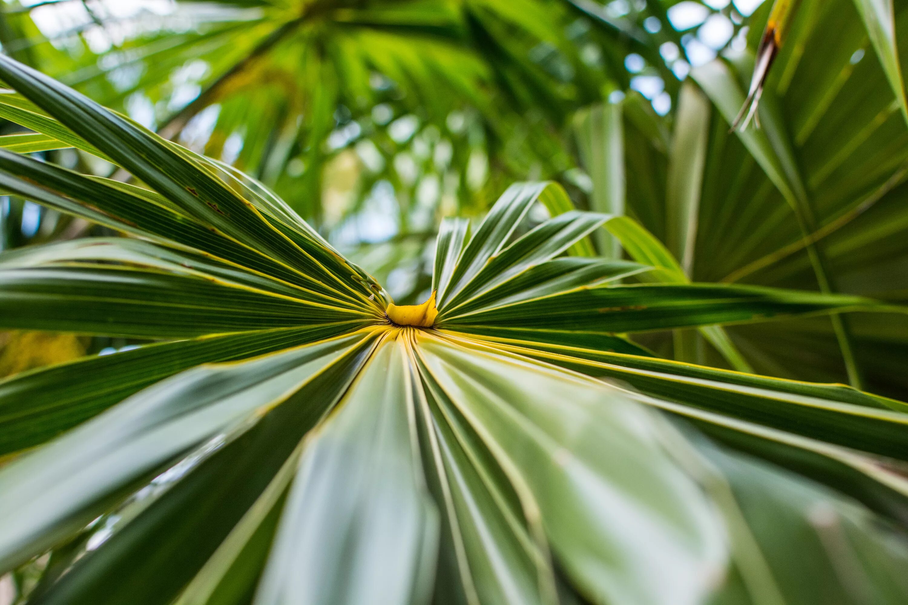 Tropical plant. Лист пальмы. Тропическические растения. Экзотические листья. Тропические растения.