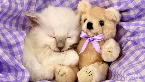Котик мишка