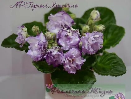 Фиалка посмотри в глаза фото и описание