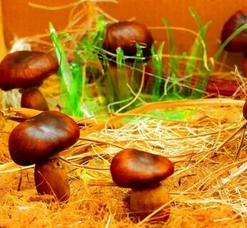 Грибы из каштанов поделки