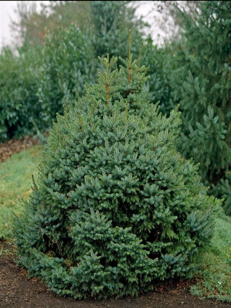 Nana. Ель сербская карел. Ель nana. Ель omor. Ель nana.