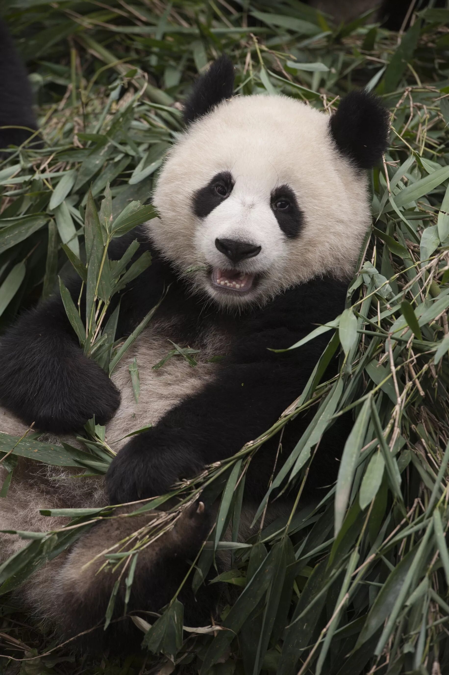 Pandas union