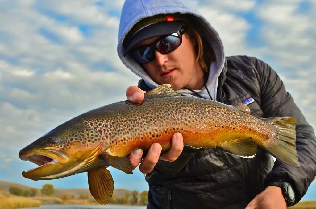 Fish report