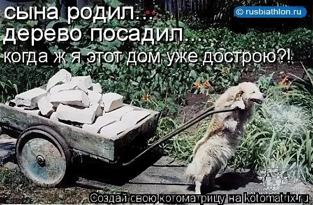 Мужик должен построить дом посадить дерево вырастить сына. Посадить дерево построи. Посадить дерево построить дом и вырастить сына прикол. Родить сына посадить дерево построить дом. Вырастить сына посадить дерево построить.