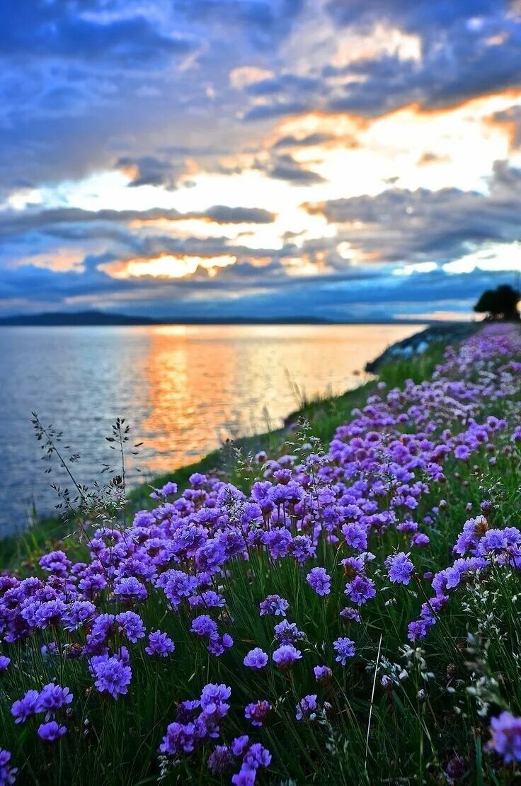 северное разнотравье. цветущий луг. цветущий луг иван чай россия. поле цветы космея. самые красивые лет.