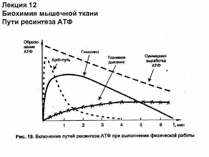 Количественные критерии путей ресинтеза АТФ. Критерии оценки путей ресинтеза АТФ. Метаболическая эффективность анаэробного пути ресинтеза АТФ %. Характеристика путей ресинтеза АТФ. Анаэробный ресинтез атф