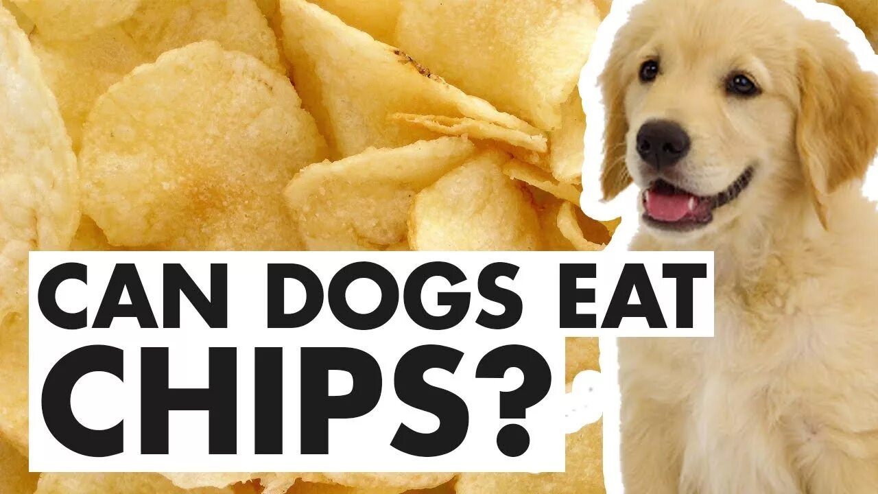 Dogs eat перевод на русский. Чипсы для собак. Натуральные чипсы для собаки. Потато дог. Чипс-дог картинки.