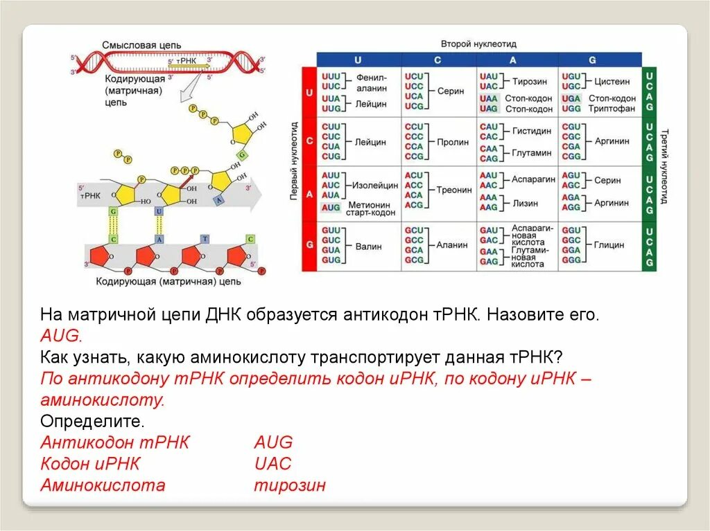 Какая цепь днк матричная. Антикодон и аминокислота. Смысловая кодирующая цепь ДНК. Как найти транспортную РНК. Кодон и антикодон ТРНК.