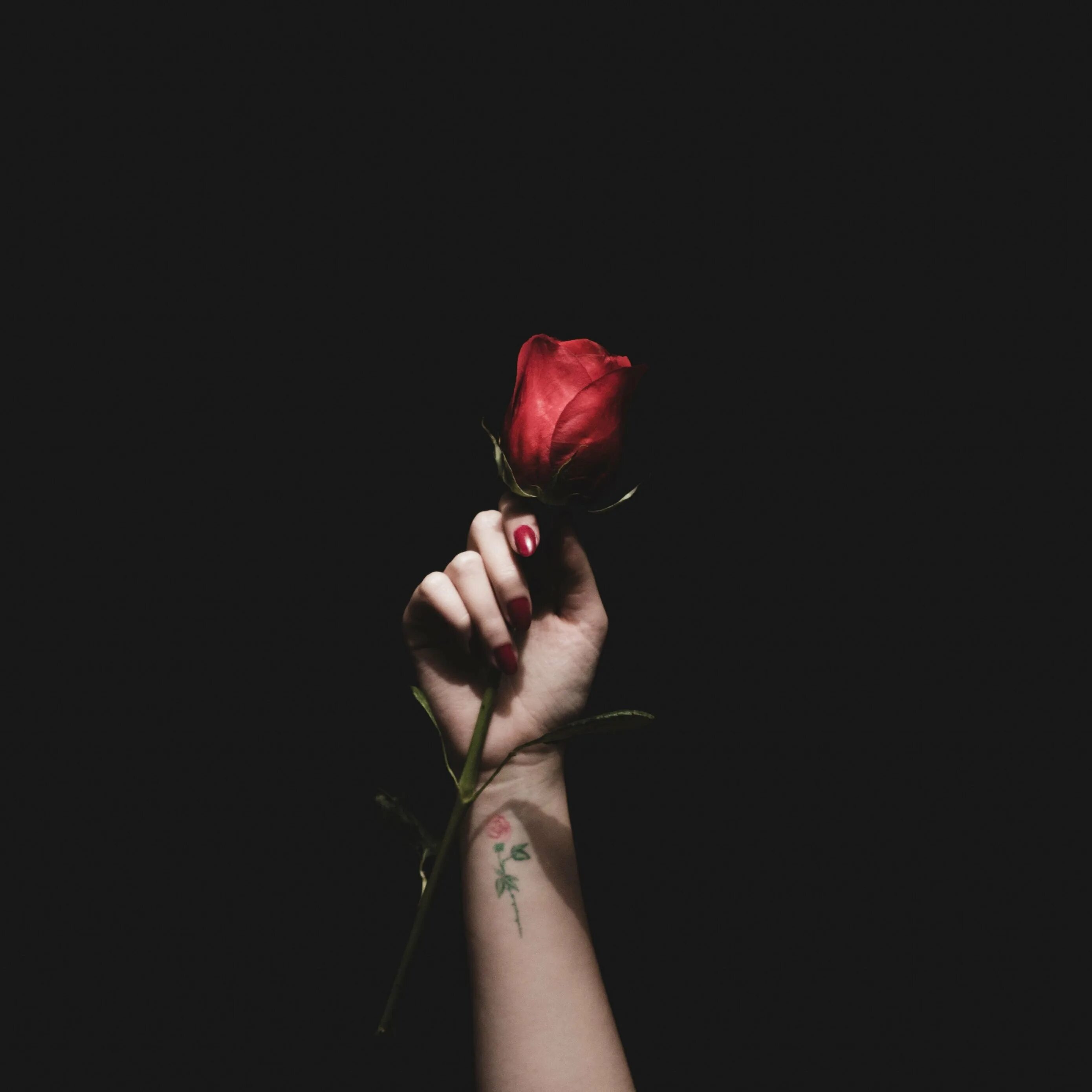 Кровь любимого мужчины. Девушка с розой в руках. Рука держит розу.