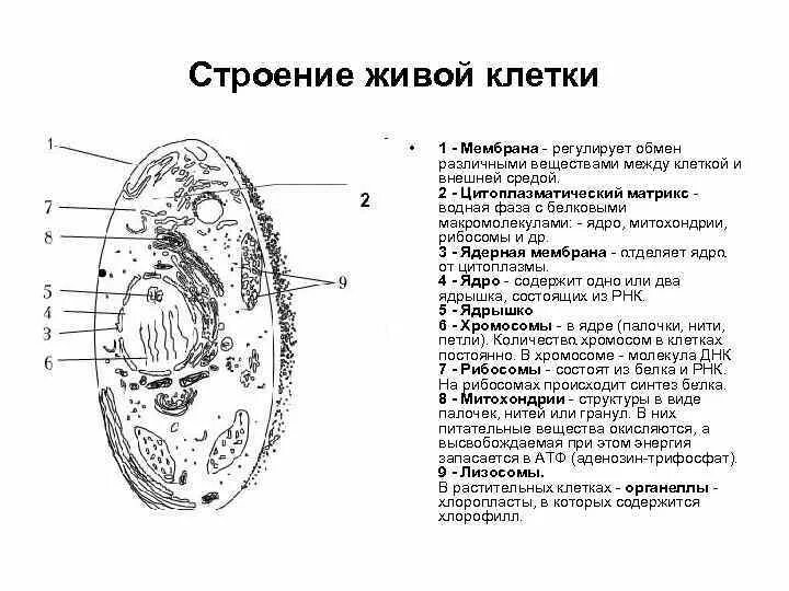 Последовательность структур клетки гриба. Органеллы грибной клетки. строение грибной клетки хромосомы. строение оболочки живой клетки. строение не живой клетки.