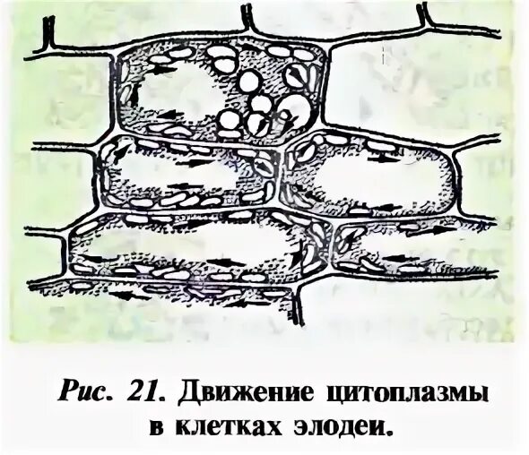 Движение цитоплазмы в клетках листа элодеи. Движение цитоплазмы в клетках элодеи. Движение цитоплазмы в клетках листа элодеи рисунок. Движение цитоплазмы в листе элодеи. Клетка листа смородины