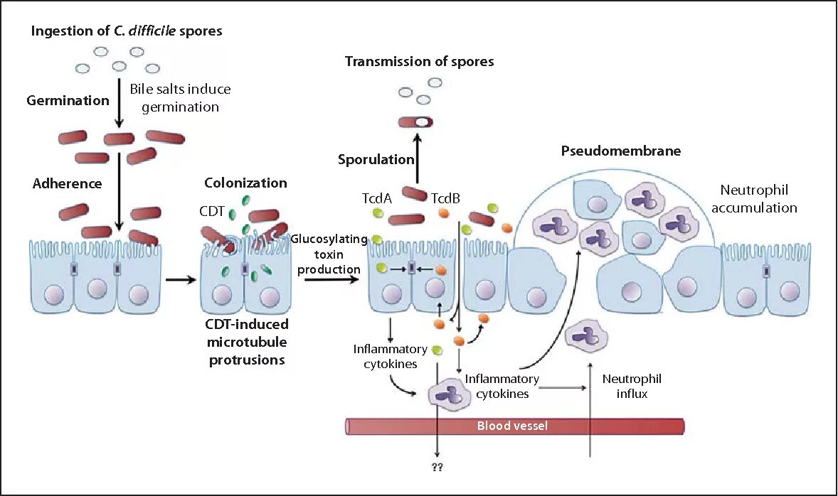 Кал на токсины cl difficile. Клостридиум диффициле патогенез. clostridium perfringens антибиотики. токсины а и в clostridium difficile.