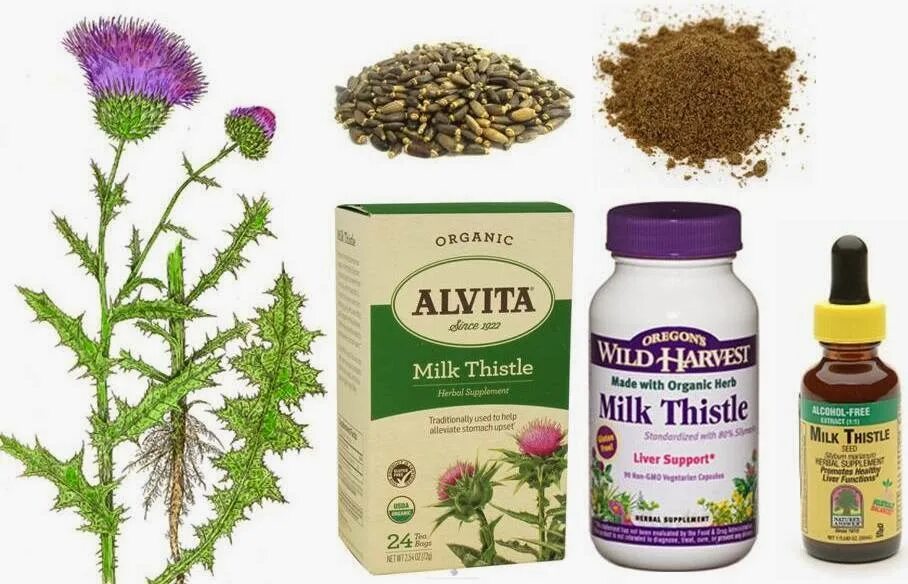 Расторопша пятнистая польза. Расторопша Milk Thistle. Расторопша пятнистая препараты. Расторопша (Марьин чертополох). Расторопша молочный чертополох.