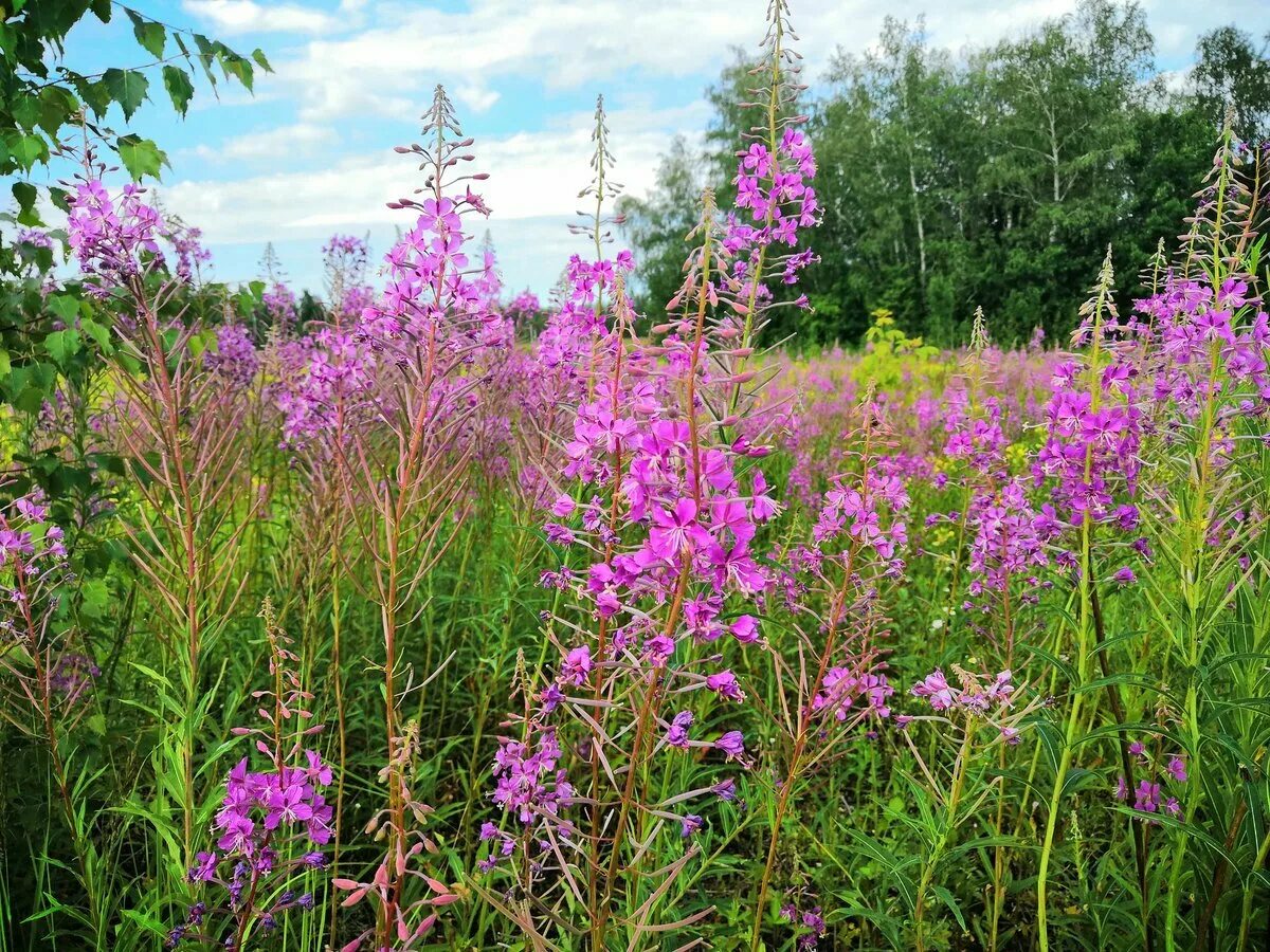 Киприан трава. Киприан трава. Киприан и иустина икона чудотворная. Киприан трава. Батюшка киприан.