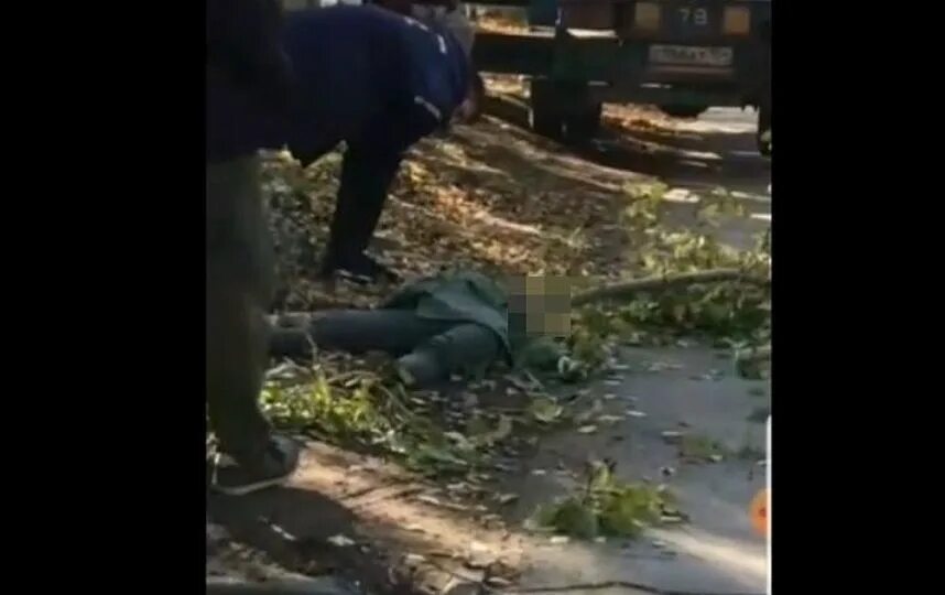 Девочку убило деревом. Прибило деревом насмерть. спиленное дерево убило мужчину волгодонск. девушку деревом придавило.