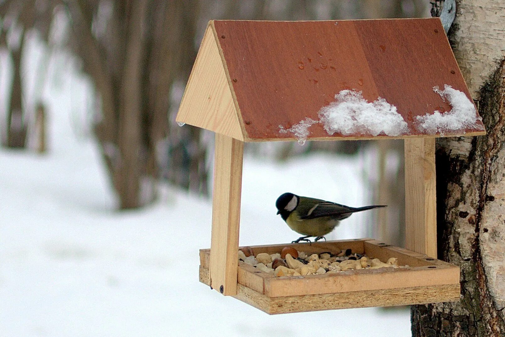 Дети подкармливают птиц зимой. Кормушка для синиц. Дети кормят птиц для детей в детском саду. Кормушка с кормом. Кормить кормушка.
