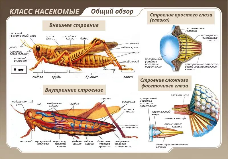 Мышцы беспозвоночных. Внутренне и внешнее строение насекомых. Внутреннее строение насекомых 7 класс биология. Внешнее строение насекомых 7 класс биология. Класс насекомые 7 класс биология внутреннее строение.