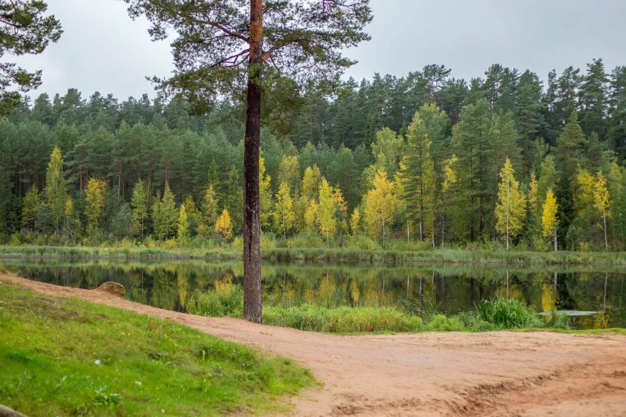 вырица летом. вырица ленинградская область. пляж шудибиль в вырице. вырица пляж сосны. река оредеж в вырице ленинградской.