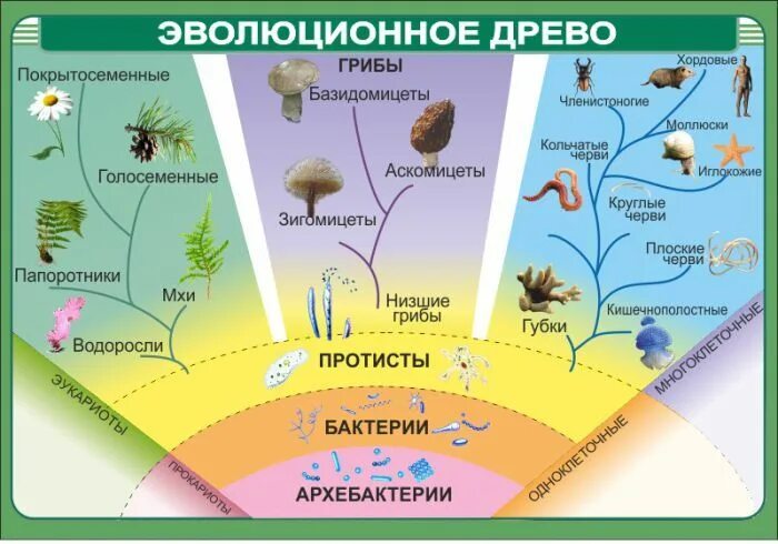 Установите последовательность этапов эволюции организмов. Древо эволюции живых организмов. Эволюционное Древо развития животных. Эволюционное Древо биология 8 класс.