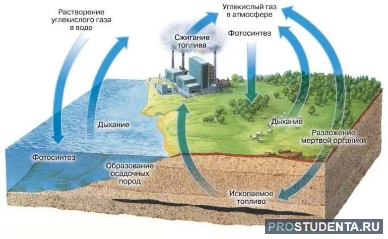 Какой газ на болоте. Круговорот углерода в природе про ГАЗ. Круговорот углерода в биосфере. Круговорот углекислого газа в природе схема. Круговорот углерода в природе в биосфере.