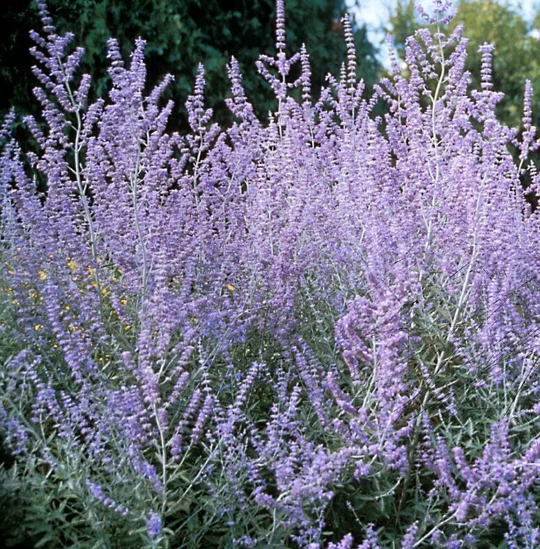 Russian plants. Перовския atriplicifolia. Перовския Блю Спайр. Перовския Silvery Blue. Perovskia atriplicifolia Russian Sage.