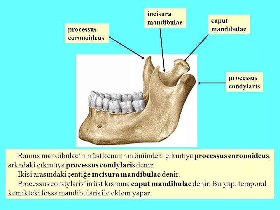 Пиорея латынь. Пародонтит и пародонтоз. Пиорея латынь. Пиорея латынь. Пиорея латынь.
