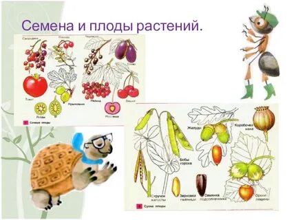 Плоды и семена разных растений