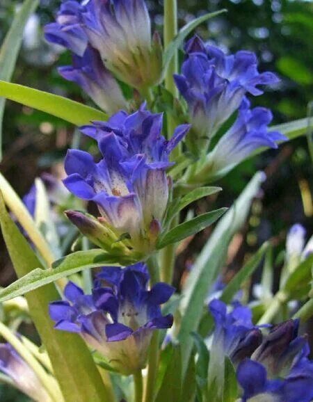 Gentian Little Diamond Diana - Gentiana pyramidalis Plant Plants, Herbaceous per