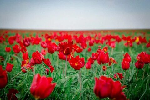 Цветение тюльпанов в калмыкии
