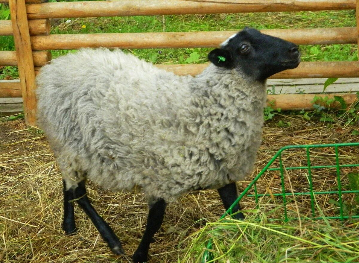 Романовская порода овец. Грубошерстные породы овец романовская. Порода баранов романовской. Романовские овцы овца. Грубошерстные породы овец романовская.