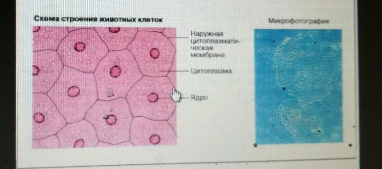 Какой микропрепарат изображен на рисунке. Строение животной клетки под микроскопом. Строение животной клетки под микроскопом рисунок. Строение животной клетки эпителия под микроскопом рисунок. Клетка животной клетки под микроскопом.