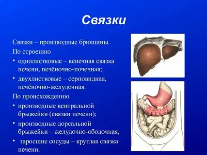 Связки желудка