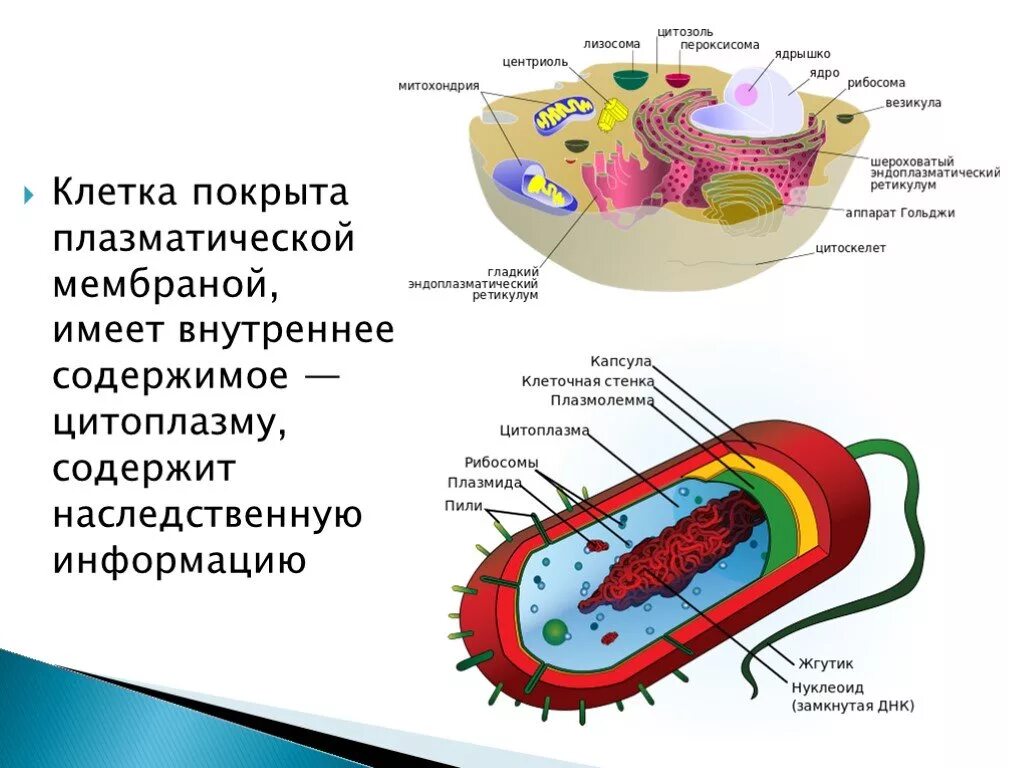 Клетка покрыта. Мембрана цитоплазма ядро митохондрии. Внутреннее содержимое клетки. Центриоли ядро митохондрии. Наследственная информация растительной клетки