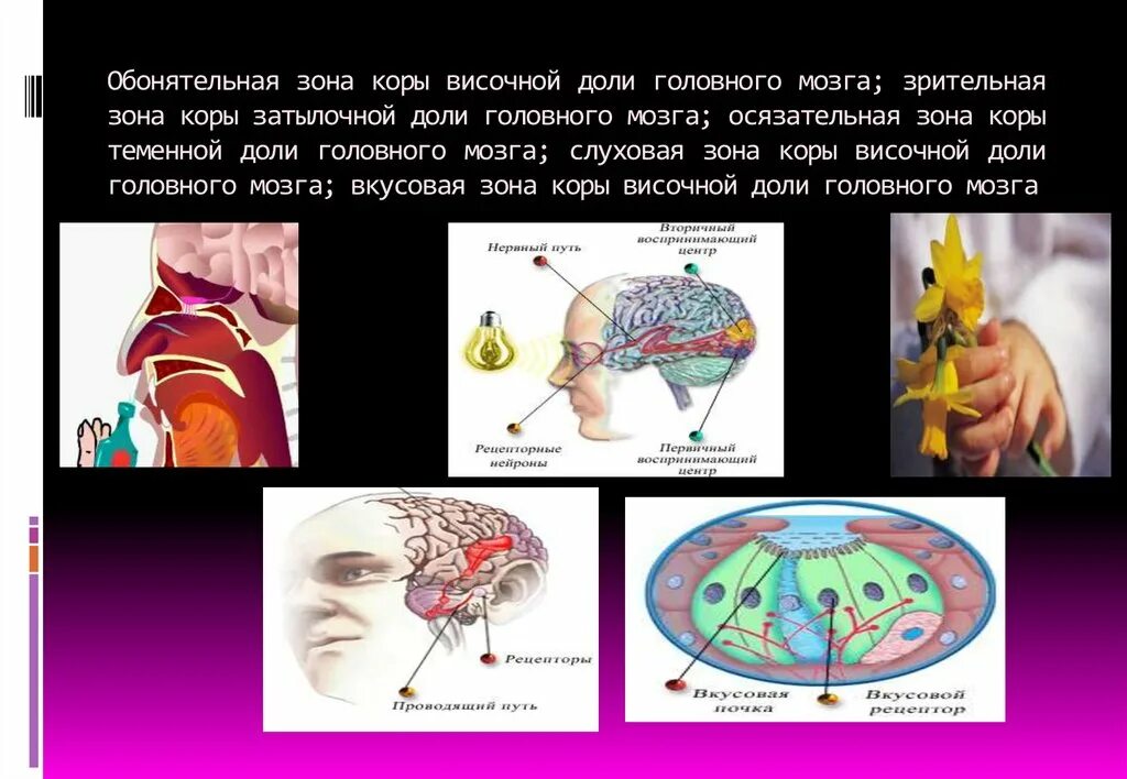 Зона обоняния в коре головного мозга. Осязательный анализатор зона коры головного мозга. Обонятельный и вкусовой анализаторы мозг.