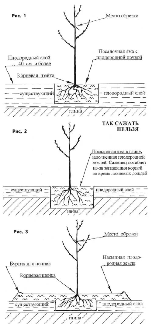 Как правильно посадить сливу весной. Посадка саженцев плодовых деревьев весной. Посадка яблони весной саженцами. Схема посадки колоновидных яблонь. Схема посадки саженца яблони.