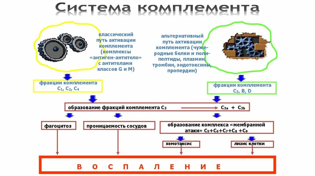 Компоненты комплемента анализ. Активации системы комплемента патофизиология. Пути активации комплемента иммунология схема. Классический путь активации системы комплемента схема. Система комплемента иммунология пути.