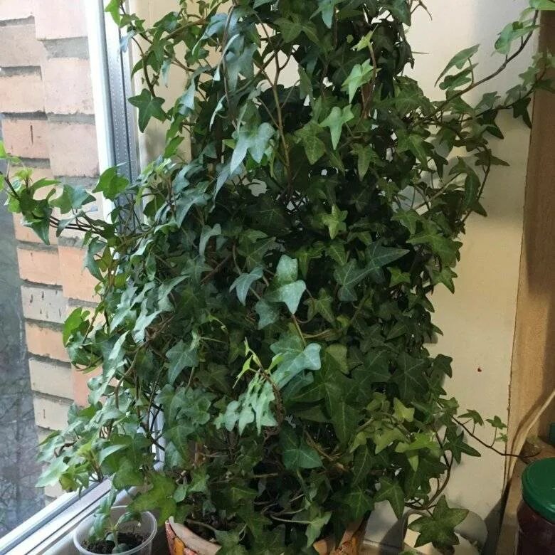Плющ комнатный крупнолистный. Домашний плющ как ухаживать. Карликовый плющ. Домашний плющ как ухаживать. Домашний плющ как ухаживать.