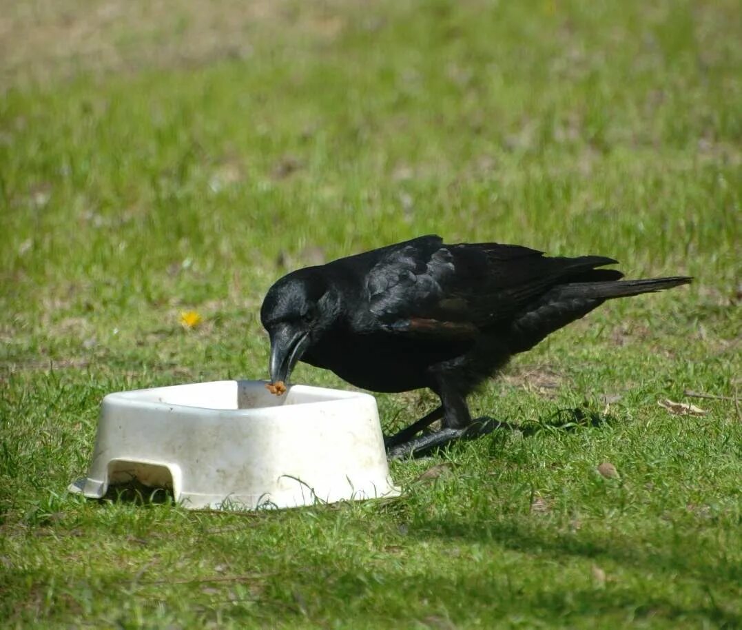 сорока с кольцом в клюве. сорока и блестящие вещи. ворона любит блестящее. ворона любит блестящее. ворона любит блестящее.