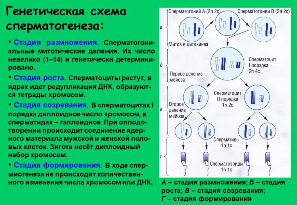 Сколько хромосом в зрелом эритроците. Фаза созревания сперматогенеза. Генетическая схема сперматогенеза. Схема сперматогенеза с хромосомами. Схема сперматогенеза размножение.