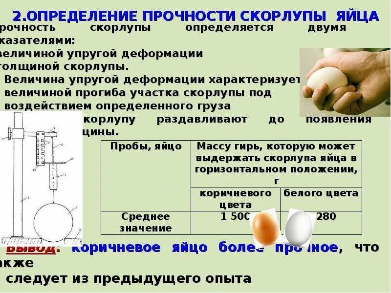 Вес куриной скорлупы. Прочность скорлупы куриного яйца. Толщина скорлупы куриного яйца. Прочность скорлупы. Характеристика скорлупы яйца.