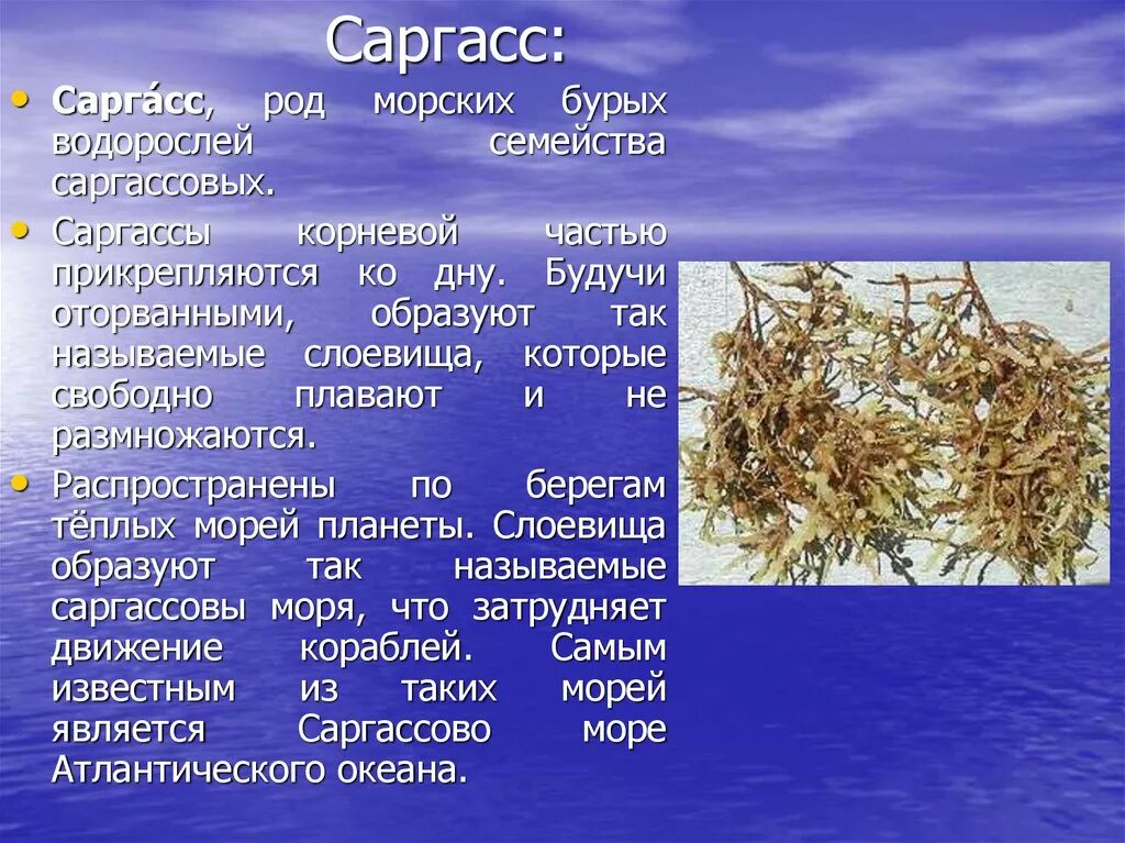 Охарактеризуйте особенности строения бурых