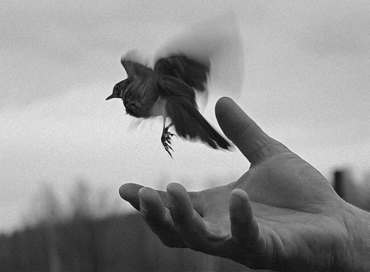 Птица улетает с руки. Отпустить птицу. Птица на ладони. Вырвалась птица. Как попросить отпустить