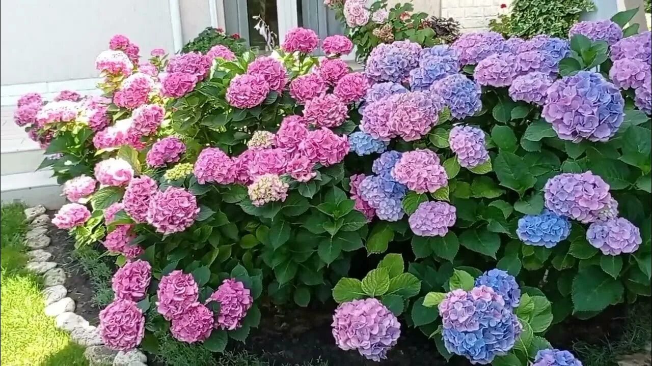 Полить гортензию для цвета. Чем полить гортензию чтобы она поменяла цвет. Чем поливать гортензию для изменения цвета на розовый.