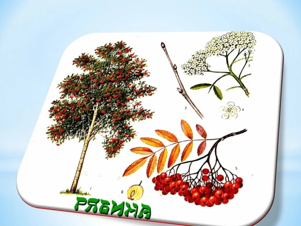 Шаблон дерева рябины. Рябина дерево. рябина для детей. рябина дерево для детей. рисование дерева рябины.