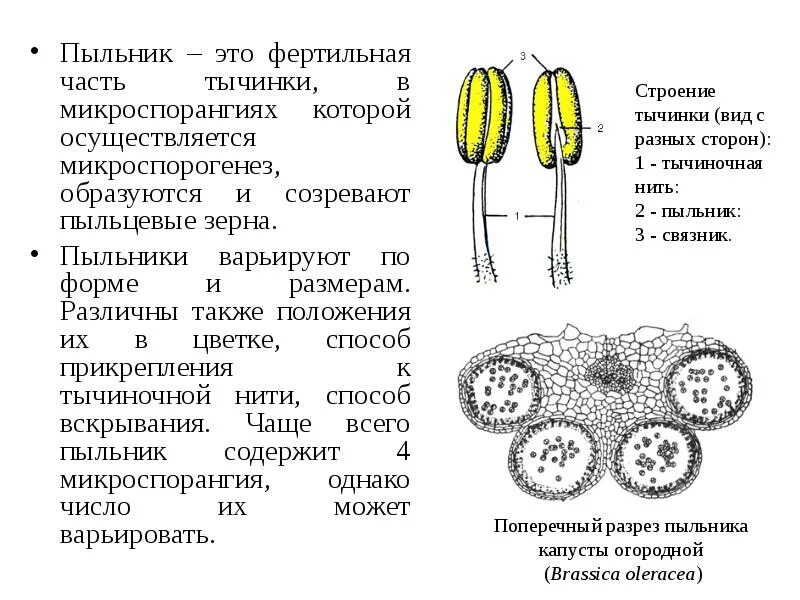 Какие половые клетки образуются в пыльнике. Строение пыльника цветковых растений. Функция пыльника. Функция пыльника у цветка. Пыльник растения строение.