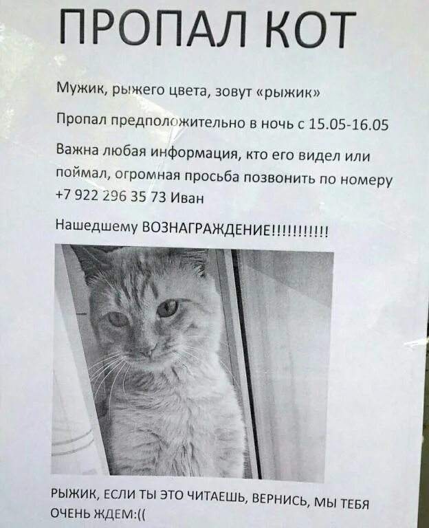 Кот нашел друга. Объявление о пропаже кота. Потерялся кот объявление. Объявления о пропаже котов. Объявление о пропаже котенка.