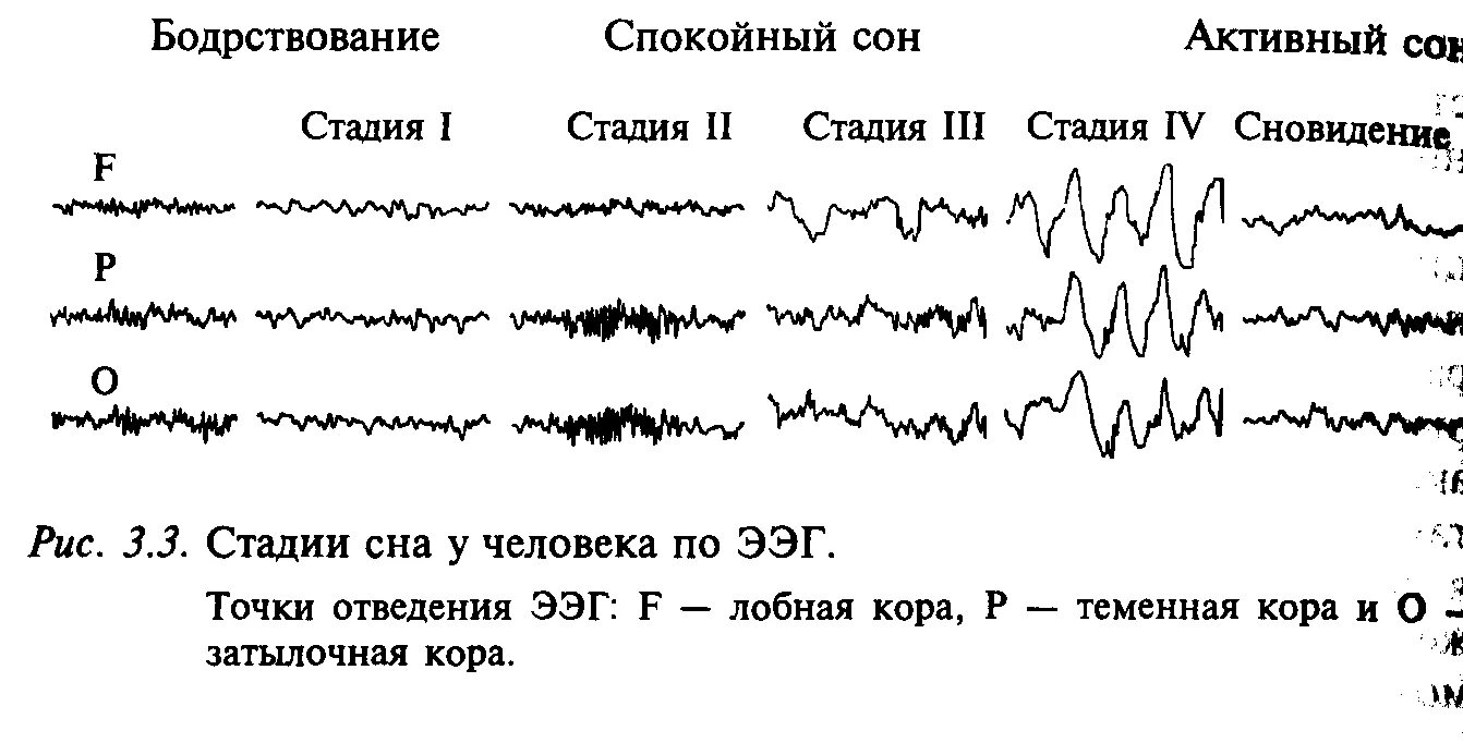 Ээг 2 часа. Фазы сна на ЭЭГ. Механизмы сна. Фазы сна. Ритмы ЭЭГ И фазы сна. Монополярное отведение ЭЭГ.